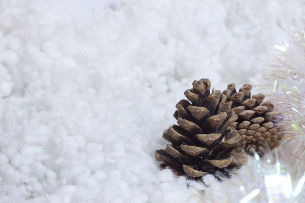 Шишки в снегу