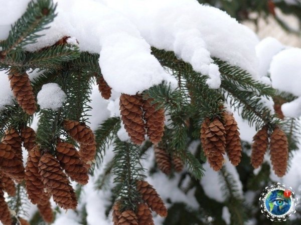 Еловые шишки в снегу