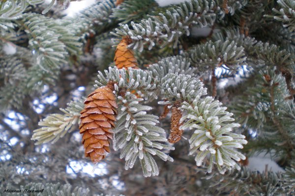 Голубая ель с шишками Pinus