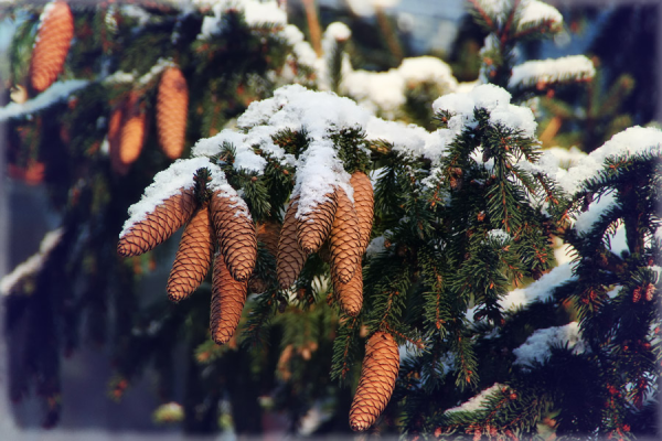 Ель с шишками в снегу