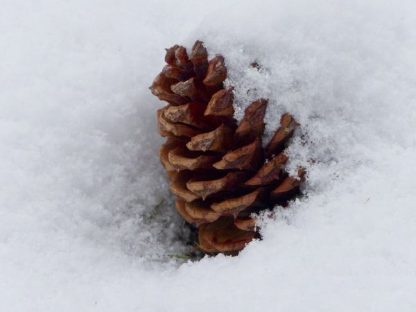 Шишки в снегу