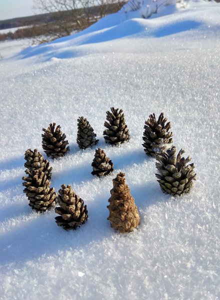 Зимний лес с шишками