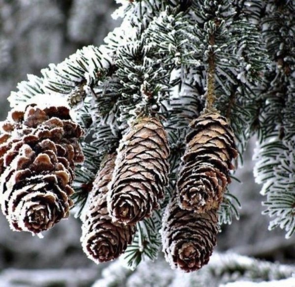 Сибирский кедр с шишками вид снизу