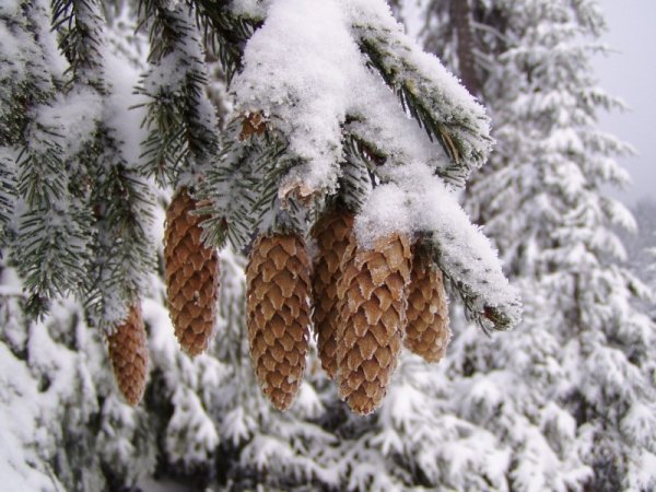 Шишки в снегу