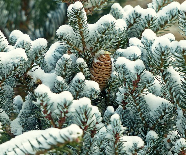 Зимняя елка с шишками