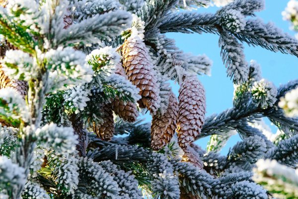 Ель с шишками в снегу