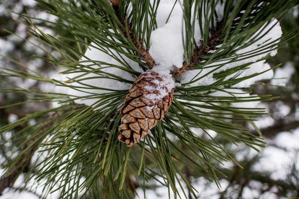 Сосна Крымская хвоя