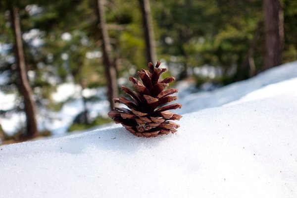 Шишки сосны зимой