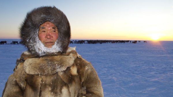 Чукчи оленеводы