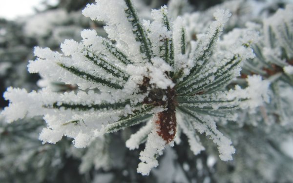 Снег снежинки