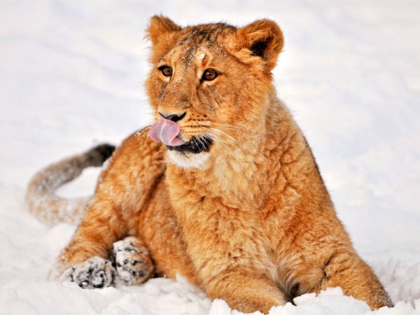 Лев зимой
