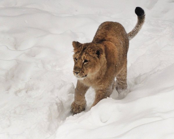 Львица в снегу