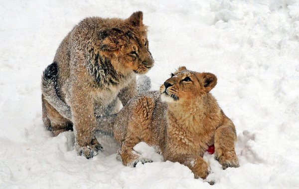 Лев в снегу