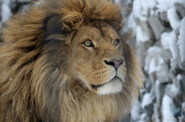 Лев в снегу