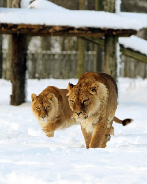 Львица в снегу