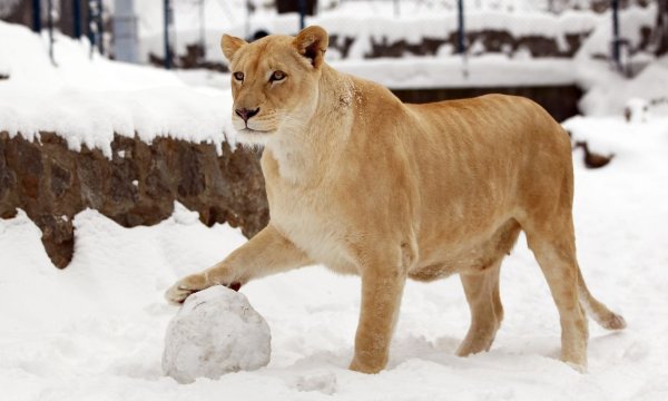 Львица зимой