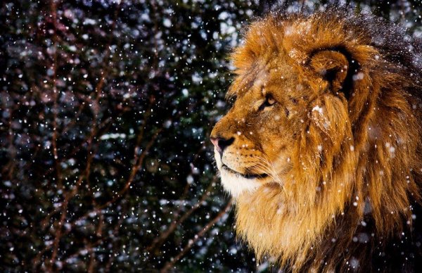Лев в снегу