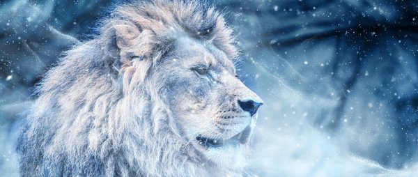 Лев в снегу