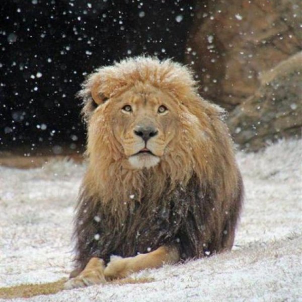 Львица в снегу