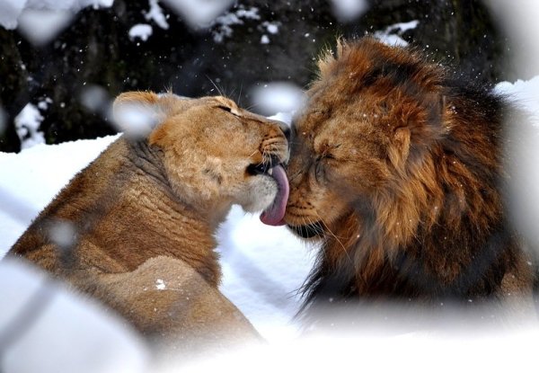Львица в снегу