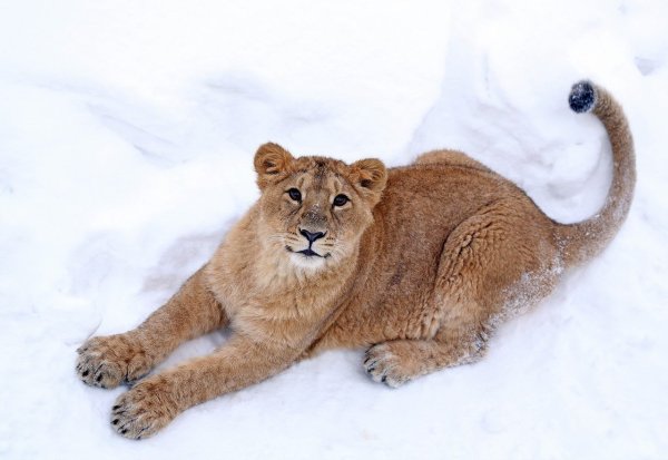 Львица в снегу