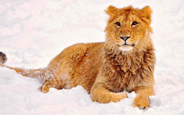 Молодой Лев