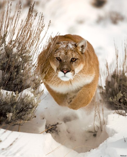 Пума зимой