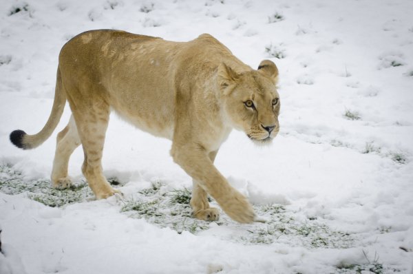 Львица зимой