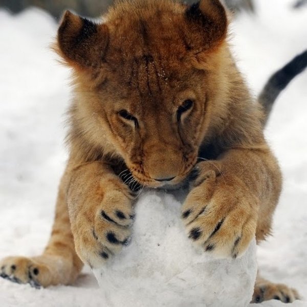 Лев в снегу