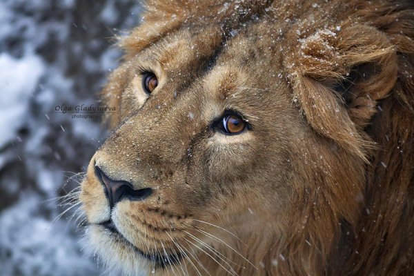 Львы в снегу новый год