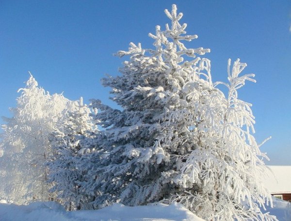 Снег и лед в природе окружающий мир