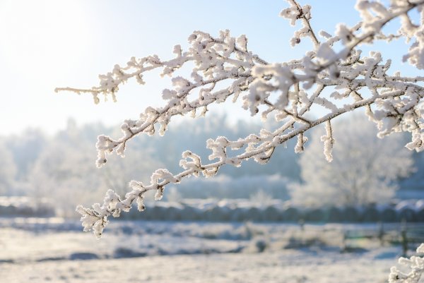Ветки в снегу