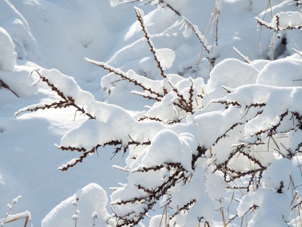Снежные ветки