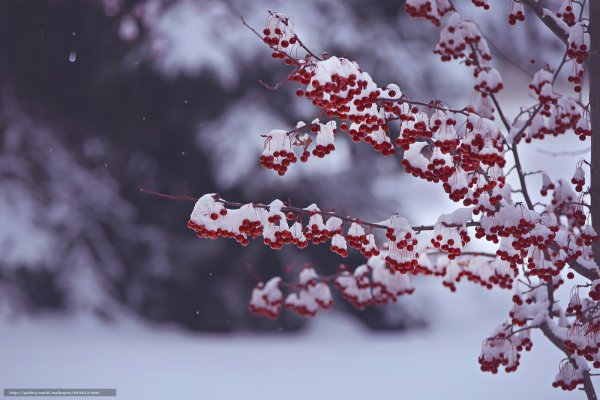 Заснеженная ветка