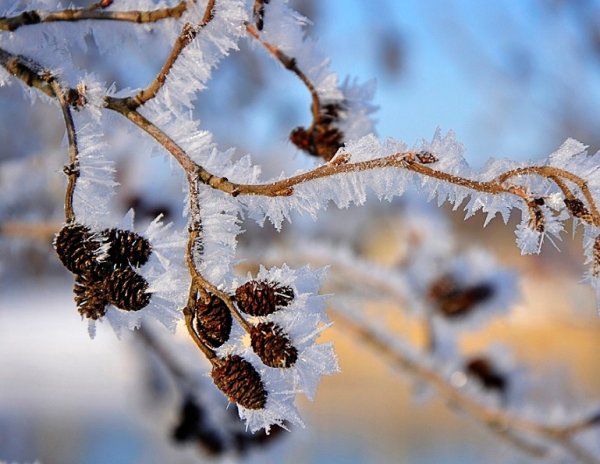 Ветки зимой