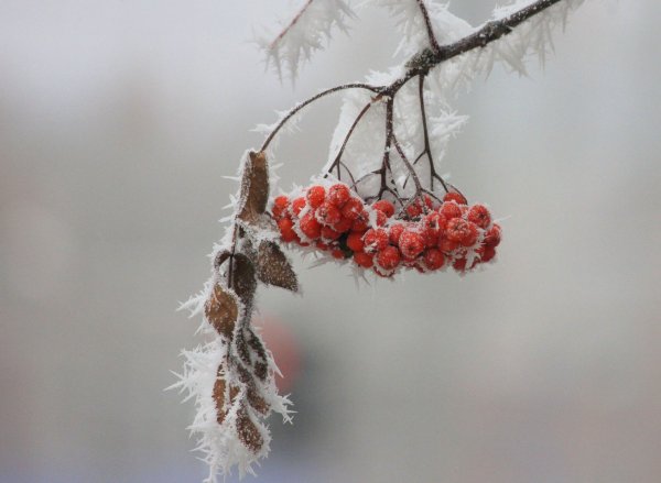 Ветка рябины зимой
