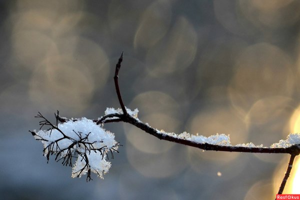 Заснеженная ветка