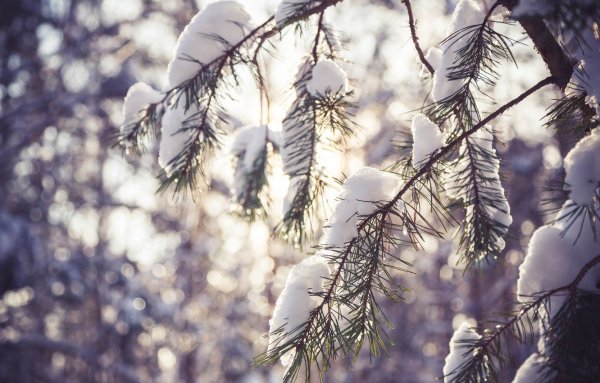 Ветки в снегу