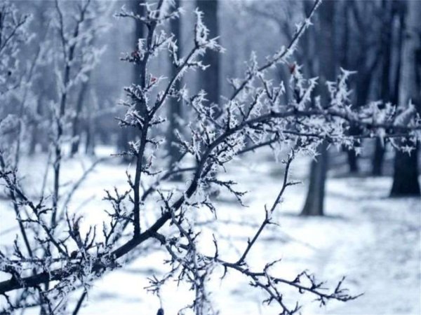 Ветка дерева зимой