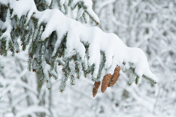 Зимние деревья и красивые ветки в снегу на фоне неба