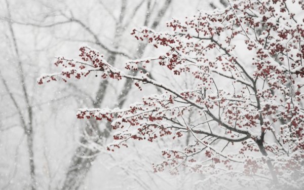 Ветка дерева зимой