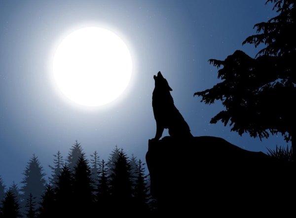Волк воет на луну