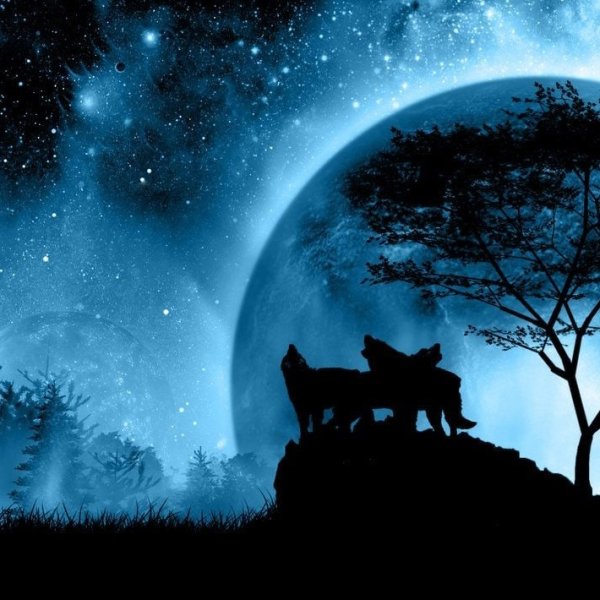 Животные под луной