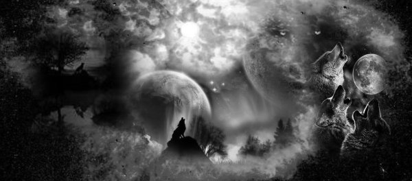 Волк Луна лес