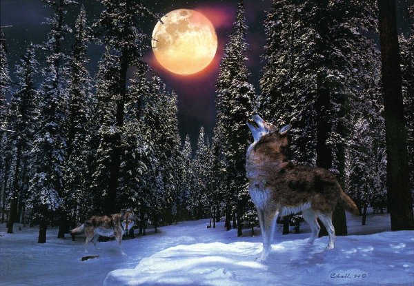 Волк в лесу ночью