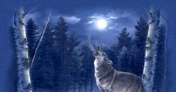 Волк в ночном зимнем лесу
