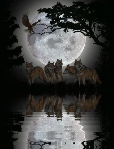 Ночной лес волки