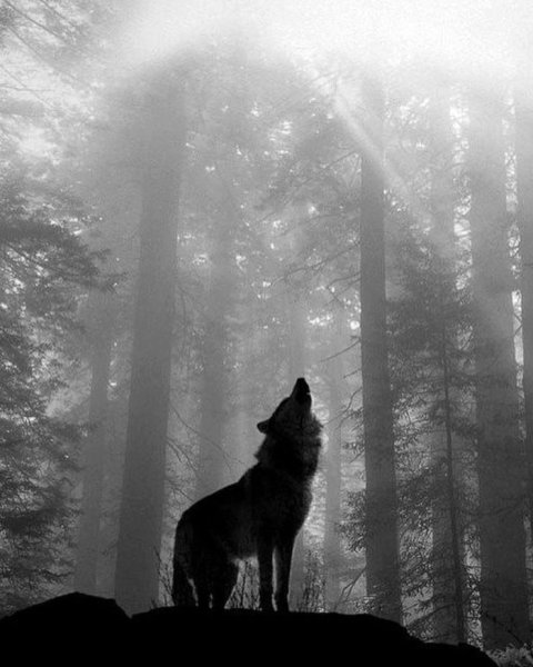 Волк Луна лес