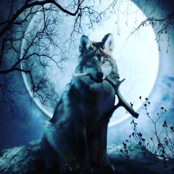 Волк в лесу ночью