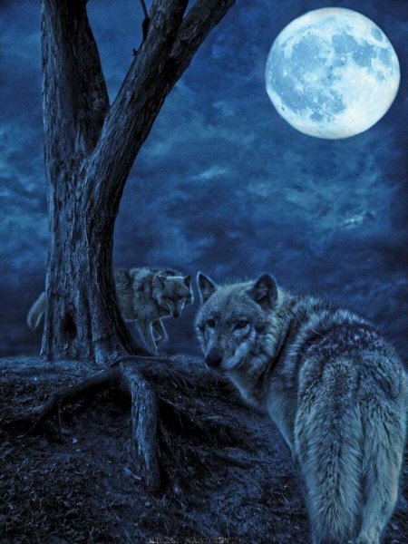 Волк ночь Луна